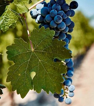 Weinprobe und Tour bei Bodegas Y Viñedos La Mejorada
