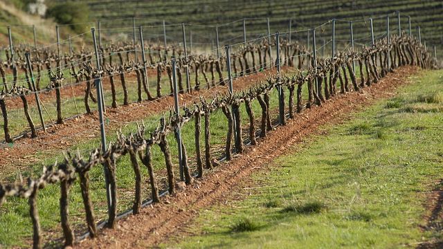 Degustação de vinhos e tour no Heras Cordon