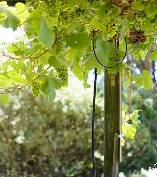 Jeir Creek Wines