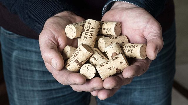 Cata de vinos y visita guiada a Vignoble Réthoré Davy