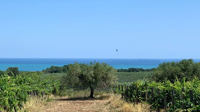 Degustação de vinhos e tour em Fontefico