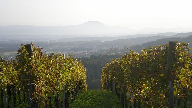M-enostavno dobra vina