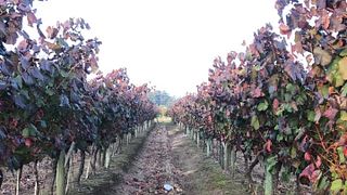 Cata de vinos y visita a Bodega De La Carolina