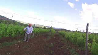 Allegretti Winery