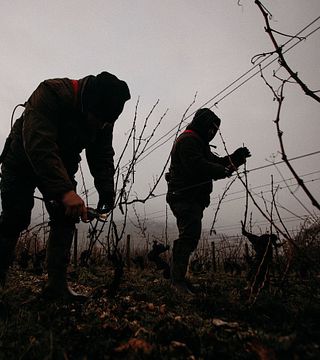 Degustazione di vini e tour al Domaine Pierre Riffault