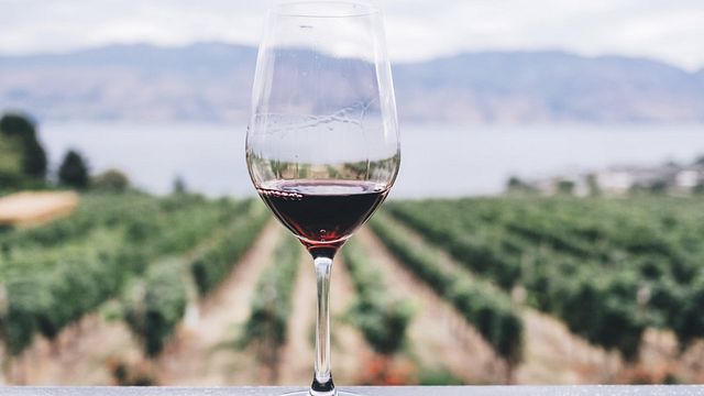 Visita aos vinhedos da Masseria