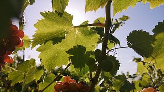 Huxbear Vineyard
