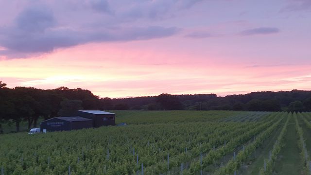 Warehorne Vineyard