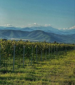 Weinbergtour, Abendessen und Aufenthalt im Marani Milorauli