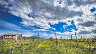 Degustação de vinhos completa em Vitivinicola il Poggio