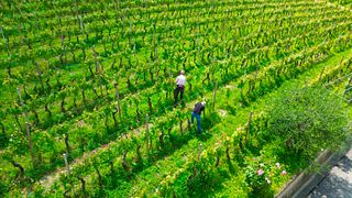 Drocco Renzo Winery