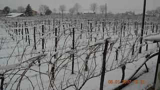 Wine Tasting and Tour at Cantina Del Barone
