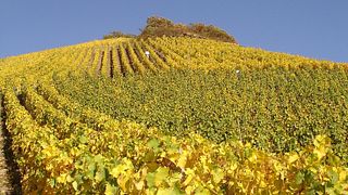 Cata de vinos y visita guiada en Weingut Martin Conrad