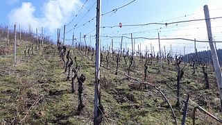 Degustazione di vini e tour presso Wein+Gut Oster