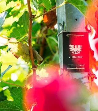 Dégustation de vins et visite du domaine viticole Weingut Zimmerle