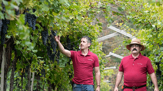 Play With Wine - LET'S PLAY! -