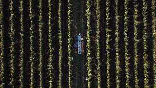 Dégustation de vins avec déjeuner léger au vignoble