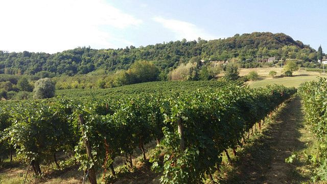 Wine Tasting and Tour at Bellaguardia