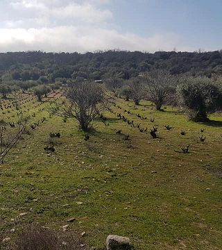 Cata y Visita de Vinos en Bodega Ecológica Luis Saavedra
