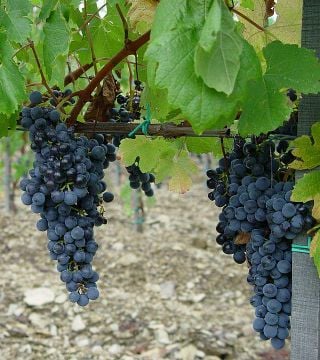 Gratena Winery