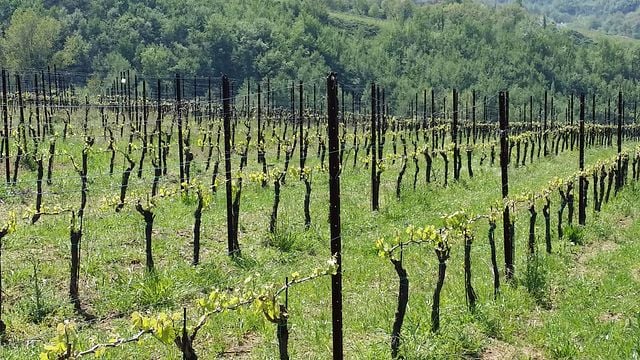 Wine tasting and tour at Azienda Agricola Zaccagnini