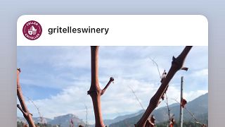 Profitez de la cuisine locale et dégustez nos vins dans les vignobles