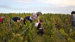 Domaine Christophe Pacalet