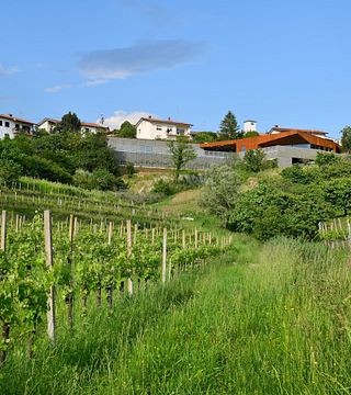 Primorska Wine & Vineyard Tour at Edi Simčič