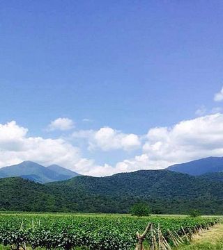 Dégustation de vins et visite à Javakhishvilebis Marani
