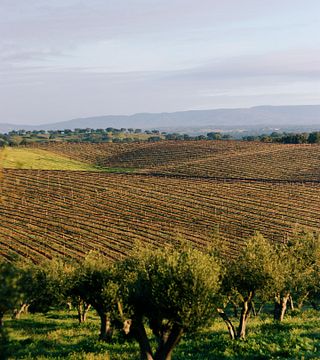 Casa Relvas - Cata Terroir (3 vinhos)