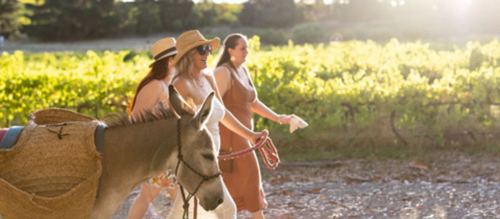 JourneyHomeWines-ADonkey-LedWineAdventure-BMAC0177-250px