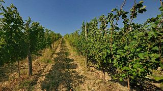 Wine Tasting and Tour at Belo Brdo Winery