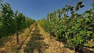 Degustazione di vini e visita alla cantina Belo Brdo