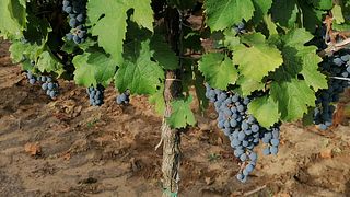 Dégustation de vins au domaine viticole Daru Dülő 