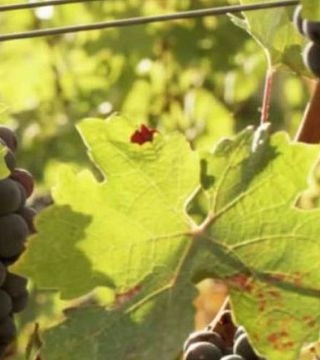 Degustação de vinhos no Domaine Des Hautes Collines De La Ote D'Azur 