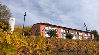 Taste Veneto Tradition at Le Pignol Vineyard