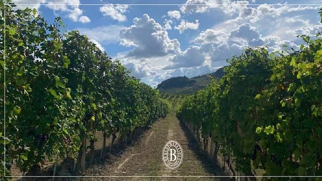 Wine Tasting and Tour at Batasiolo Winery