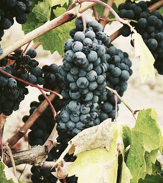 Bodega San Martin De Abalos