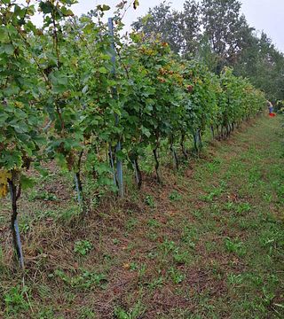 Azienda Agricola Riccardo Vigna