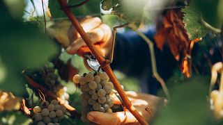 Galvana Superiore Winery