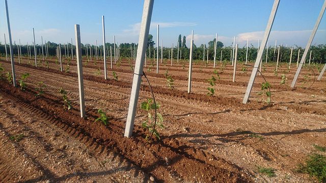 Visita y degustación en la bodega Terre Rosse