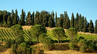 Fattoria Zerbina