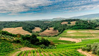 Tuscan Vineyard & Cellar Tour at La Roccaia
