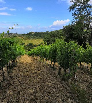 Tuscan Wine & Olive Oil Tasting at Tenuta Barbadoro