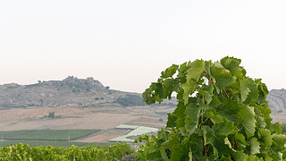 Complexe Brunch & Vin au Baglio Bonsignore