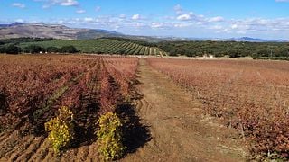 Visite des vins de Ronda