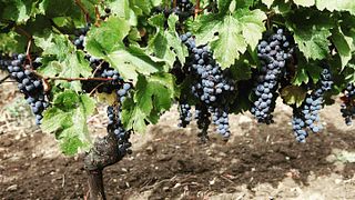 Weinprobe und Führung im Château Doyac
