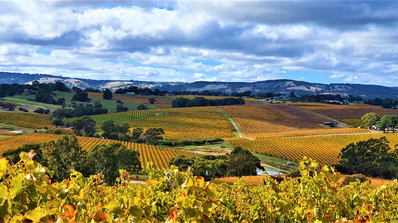 Five Geese Wines