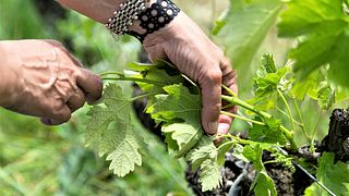 Bordeaux Organic Wine & Vineyard Discovery at Château Mons