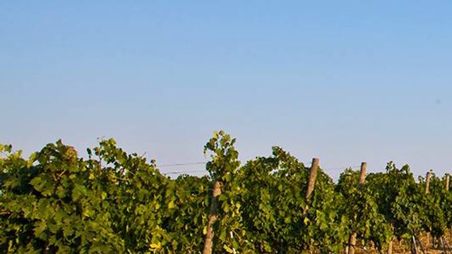 Cata de vinos y visita guiada a la bodega Cimarelli